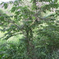 Wrightia arborea (Dennst.) Mabb.